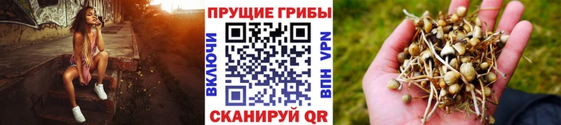 купить  сайты  Набережные Челны  Псилоцибиновые грибы прущие грибы 
